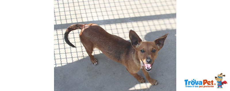 Pimpa, Incrocio Pinscher, 9 Mesi, 5 kg, così Piccola ha gia’ Conosciuto due Abbandoni, in Gabbia Di - Foto n. 3