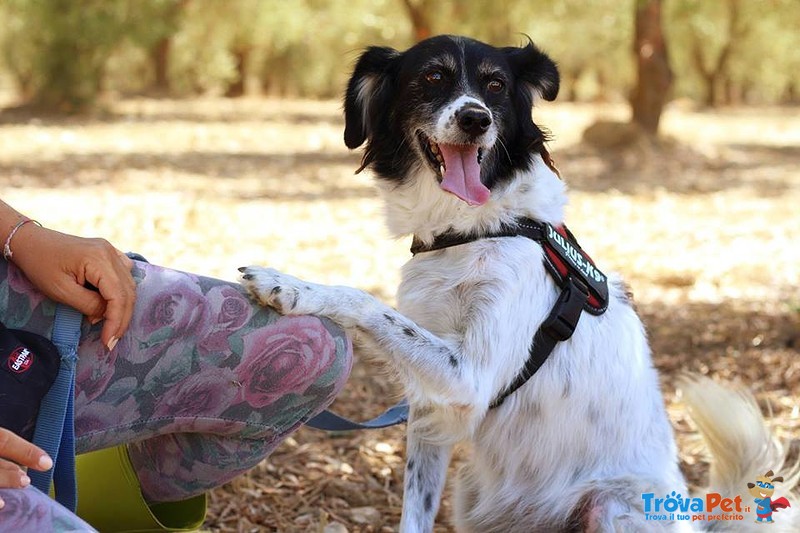 Polly, una Cagnolina Davvero Speciale - Foto n. 3