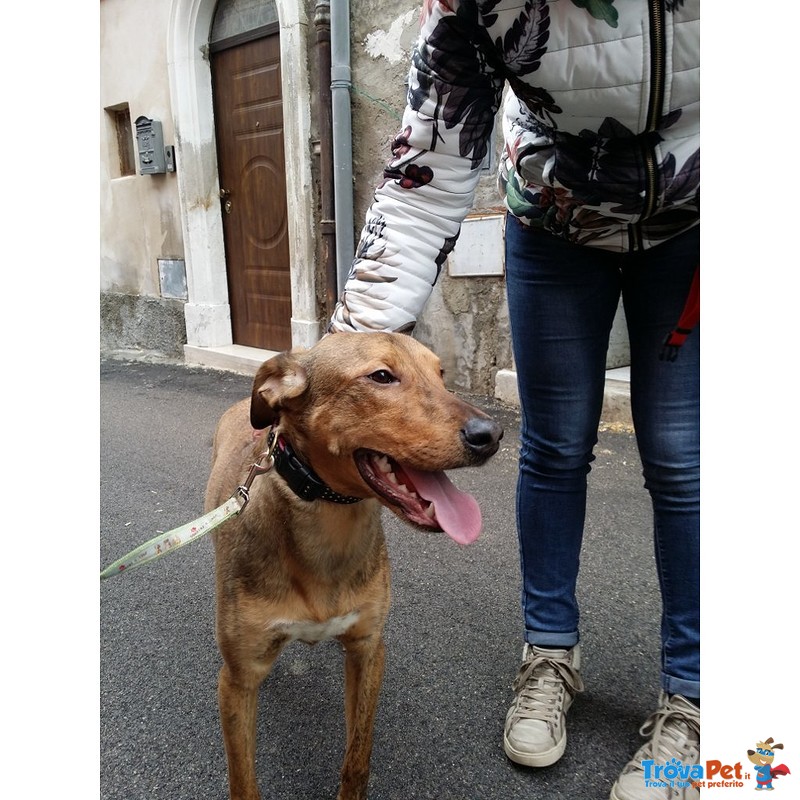 Rex, 12 Mesi, Taglia Media, Grande Giocherellone, Cerca Casa - Foto n. 2