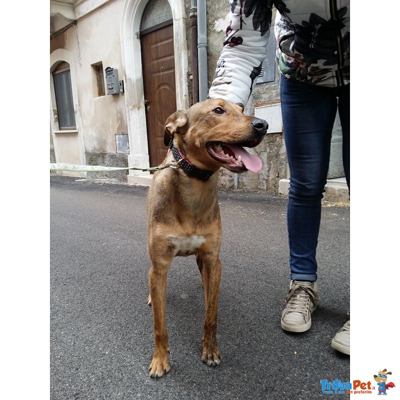 Rex, 12 Mesi, Taglia Media, Grande Giocherellone, Cerca Casa - Foto n. 3