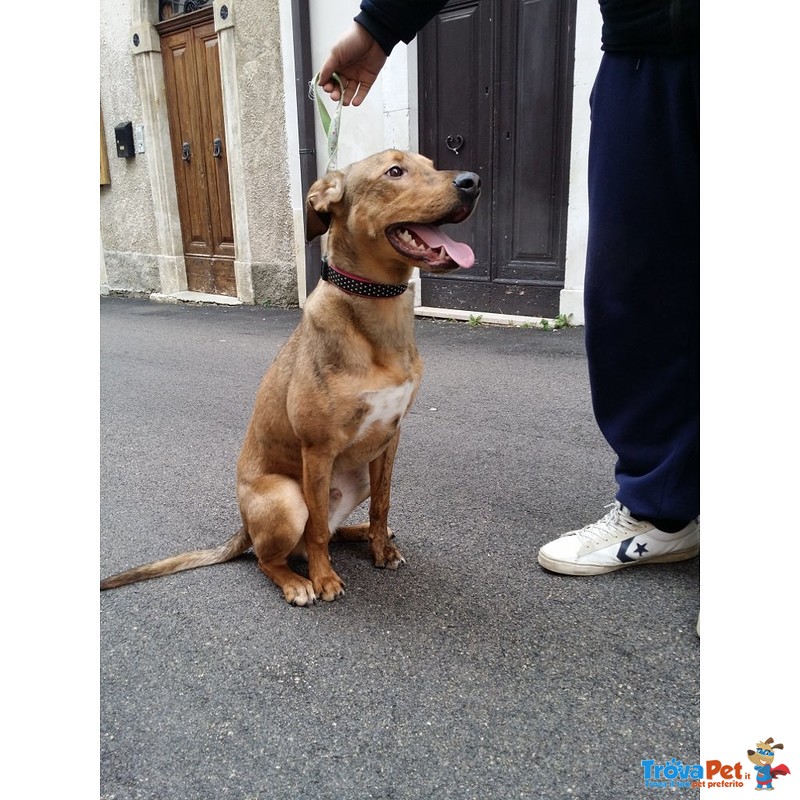 Rex, 12 Mesi, Taglia Media, Grande Giocherellone, Cerca Casa - Foto n. 1