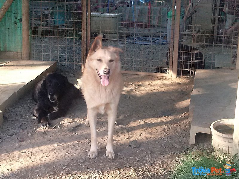 Budino Bellissimo Incrocio Labrador in Adozione - Foto n. 2