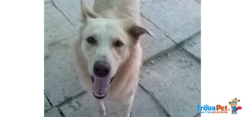 Budino Bellissimo Incrocio Labrador in Adozione - Foto n. 3