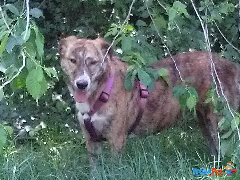 Maya Dolcissima Cagnolina Cerca Urgente Adozione - Foto n. 3