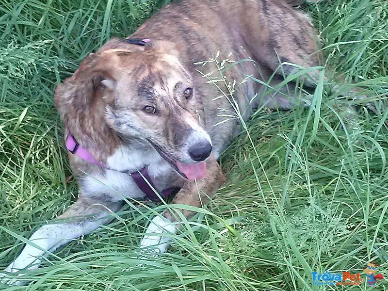 Maya Dolcissima Cagnolina Cerca Urgente Adozione - Foto n. 1