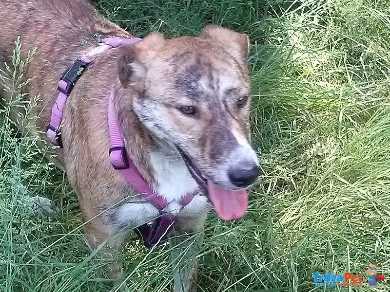 Maya Dolcissima Cagnolina Cerca Urgente Adozione - Foto n. 4