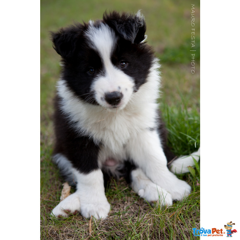 Cuccioli Border Collie - Foto n. 1