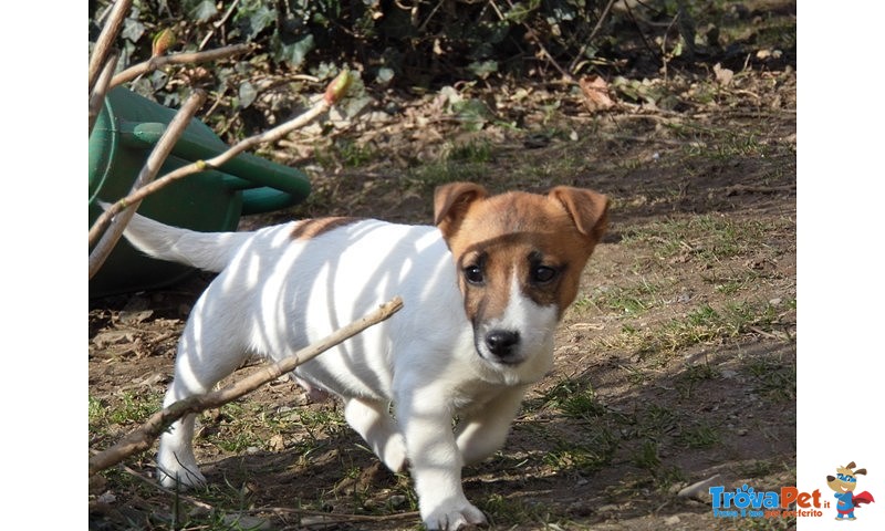 Cuccioli jack Russell - Foto n. 1