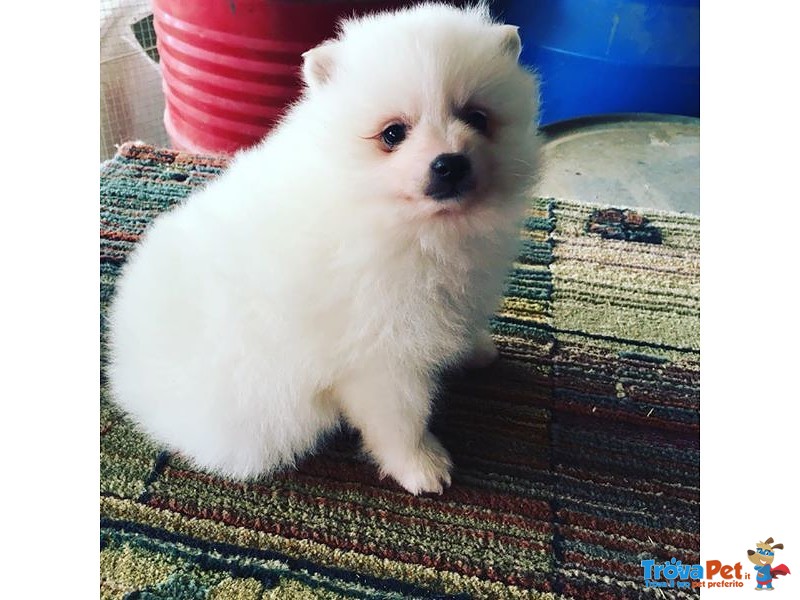 Cuccioli di Volpino Italiano - Foto n. 1