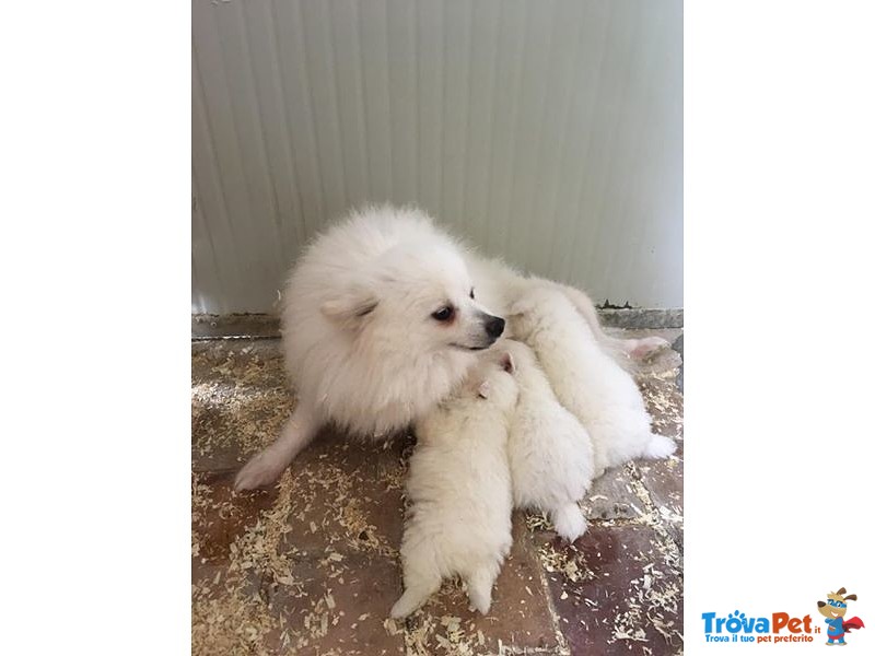 Cuccioli di Volpino Italiano - Foto n. 2