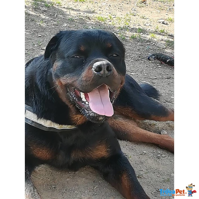 Aaron Cucciolone Rottweiler di solo 17 Mesi - Foto n. 3