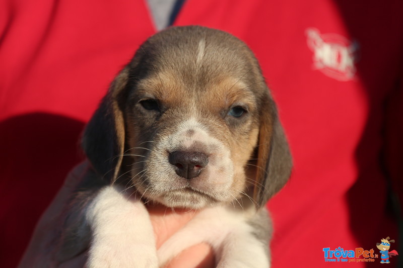 Dolci Cuccioli di Beagle - Foto n. 2