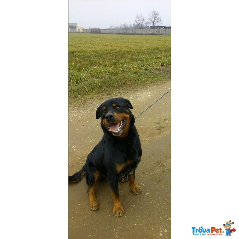 Tyson 6 anni Rottweiler in Adozione - Foto n. 1