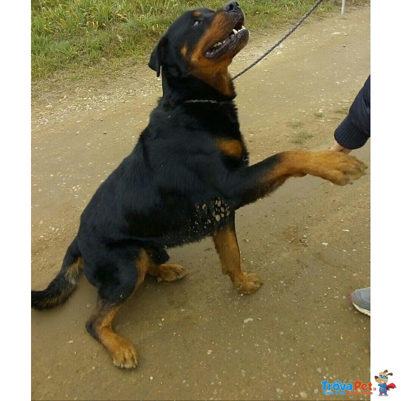 Tyson 6 anni Rottweiler in Adozione - Foto n. 3