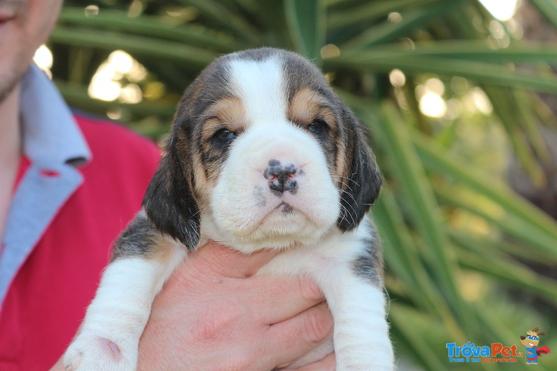 Dolci Cuccioli di Beagle - Foto n. 4