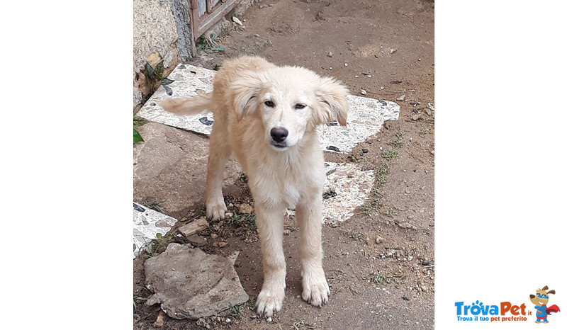 Incroci Golden Retriever, Brillo e Jessy, 4 Mesi, un Appello e una foto per Regalare un Futuro a Que - Foto n. 3