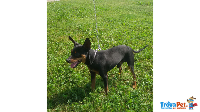 Rudy, Pinscher di 5 Anni, con L’arrivo Della Cicogna, per lui non c'e' piu' Posto, non lo Vogliono P - Foto n. 1