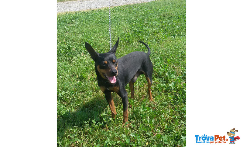 Rudy, Pinscher di 5 Anni, con L’arrivo Della Cicogna, per lui non c'e' piu' Posto, non lo Vogliono P - Foto n. 2