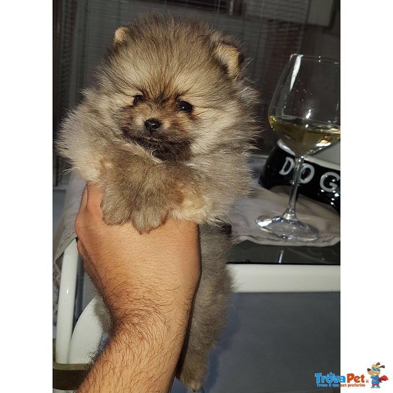 Cuccioli di Spitz nano / Volpino di Pomerania - Foto n. 2