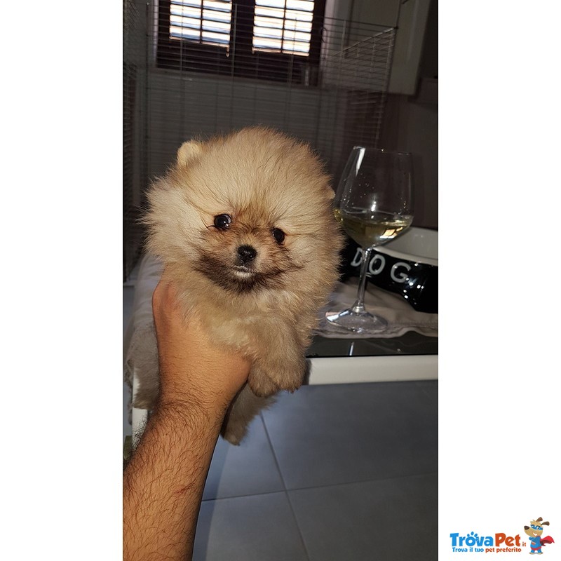 Cuccioli di Spitz nano / Volpino di Pomerania - Foto n. 3