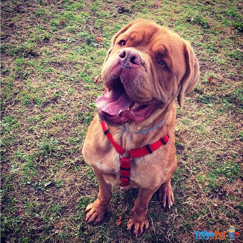 Adotta Dogue de Bordeaux di un anno e Mezzo - Foto n. 1