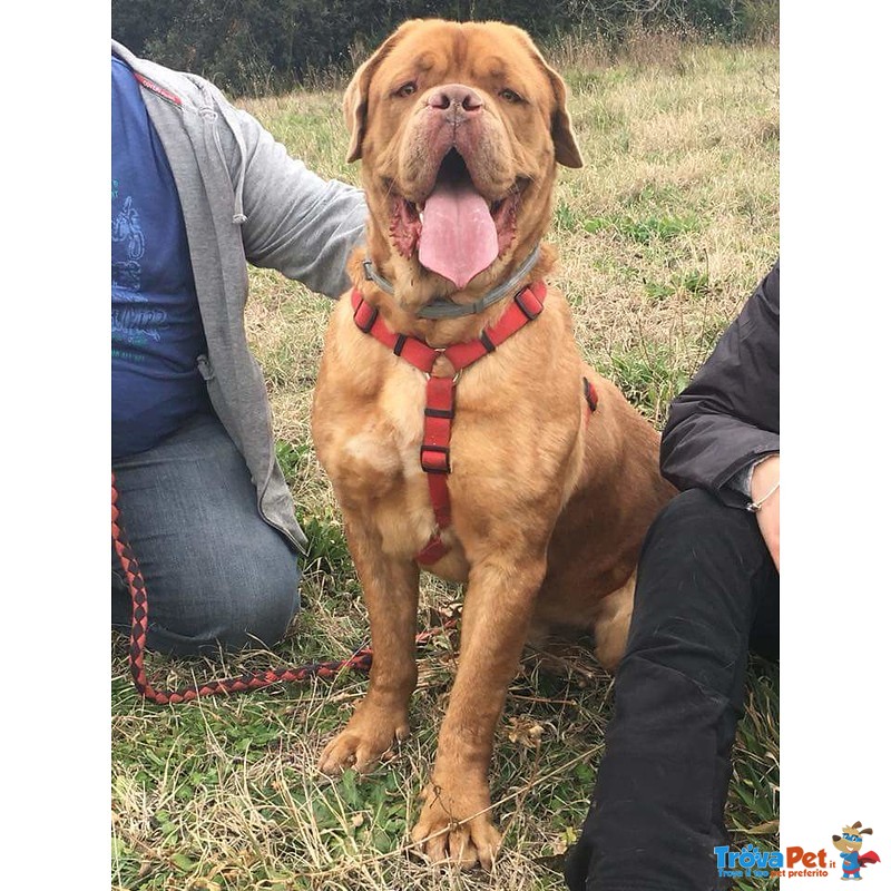 Adotta Dogue de Bordeaux di un anno e Mezzo - Foto n. 2