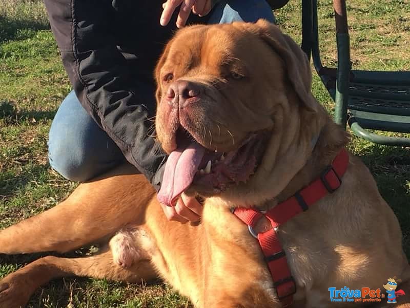 Adotta Dogue de Bordeaux di un anno e Mezzo - Foto n. 3