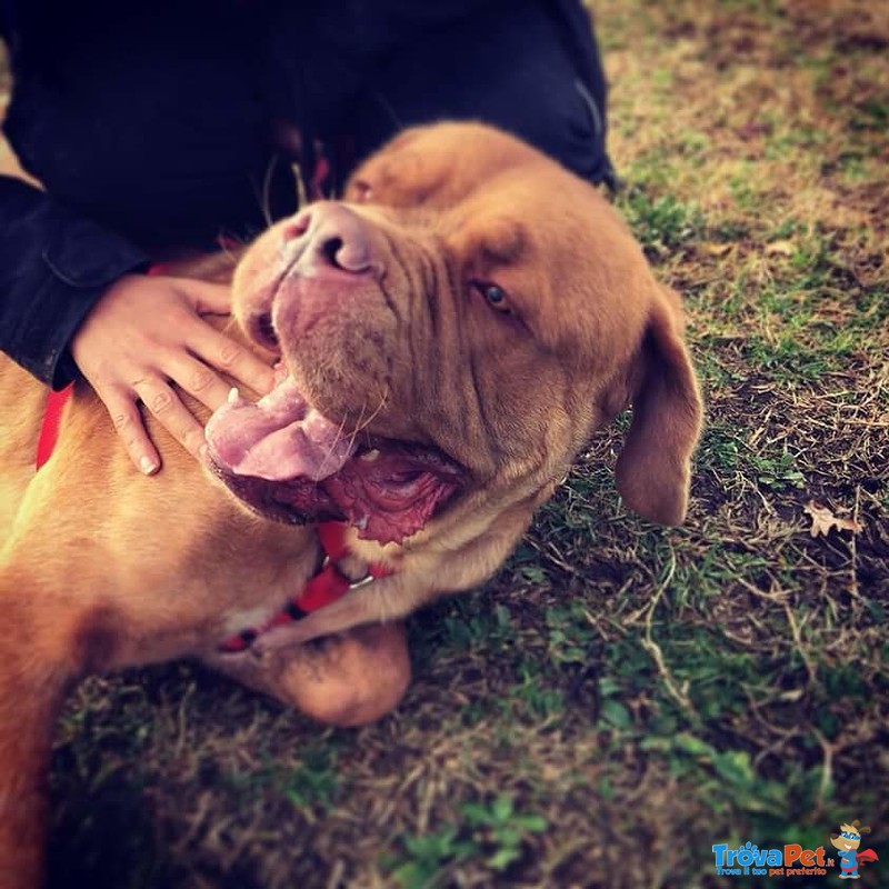 Adotta Dogue de Bordeaux di un anno e Mezzo - Foto n. 4