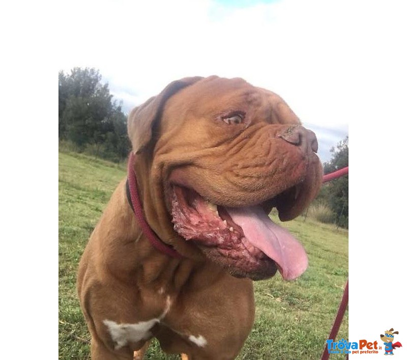 Adotta Giovane Dogue de Bordeaux - Foto n. 1