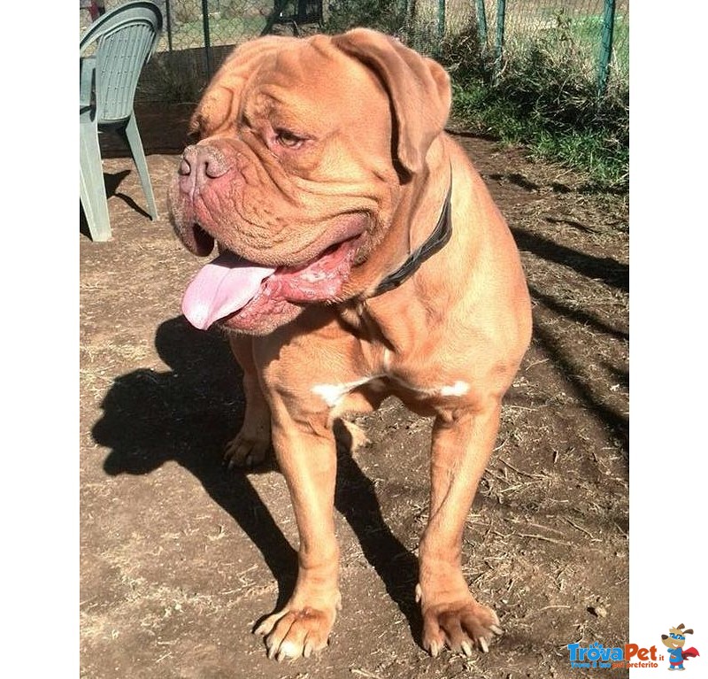 Adotta Giovane Dogue de Bordeaux - Foto n. 2