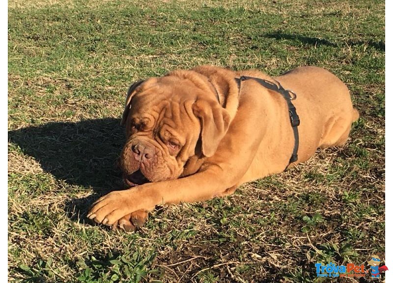 Adotta Giovane Dogue de Bordeaux - Foto n. 4