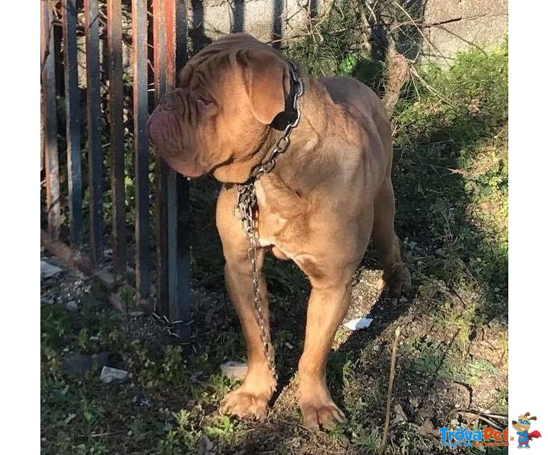 Adozione Imponente Dogue de Bordeaux Maschio - Foto n. 1