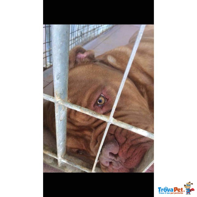 Adozione Imponente Dogue de Bordeaux Maschio - Foto n. 2