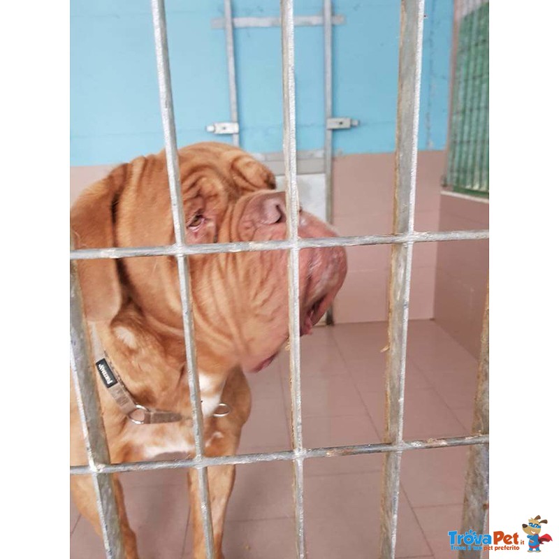 Adozione Imponente Dogue de Bordeaux Maschio - Foto n. 3