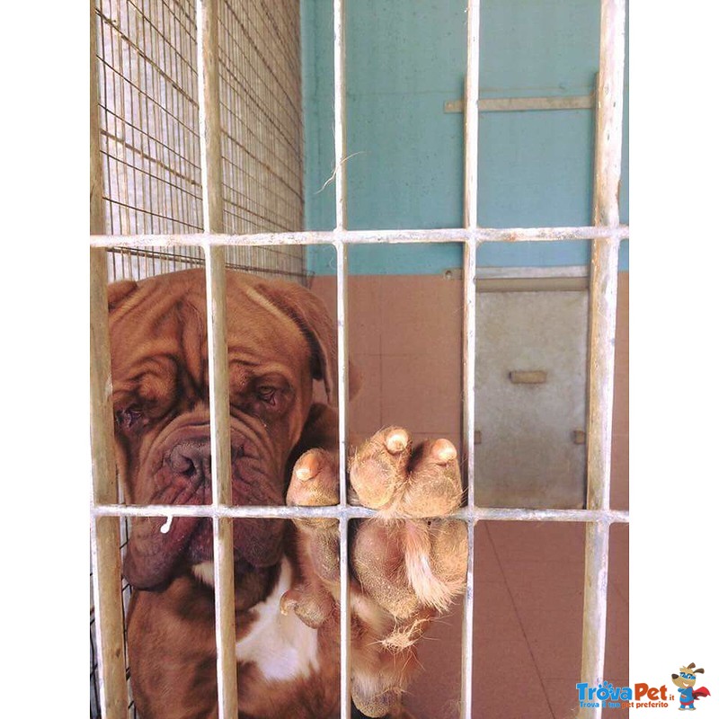 Adozione Imponente Dogue de Bordeaux Maschio - Foto n. 4