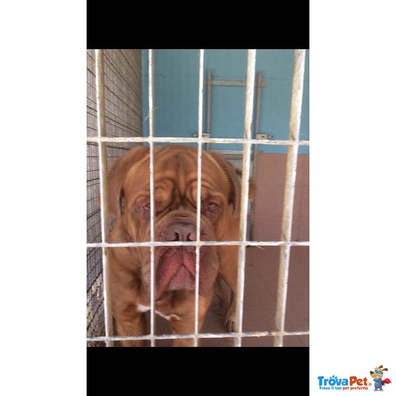 Adozione Imponente Dogue de Bordeaux Maschio - Foto n. 5