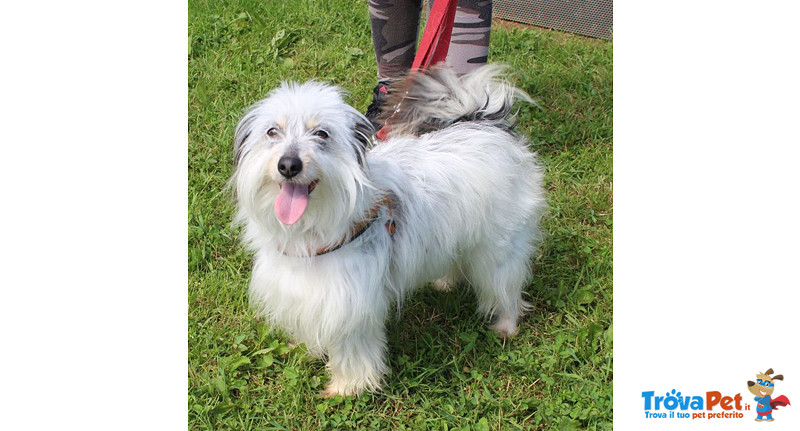 Wendy, Incrocio Maltese/shih tzu, Taglia Piccola, 2 Anni, Dolcezza in Cerca di Casa! - Foto n. 1