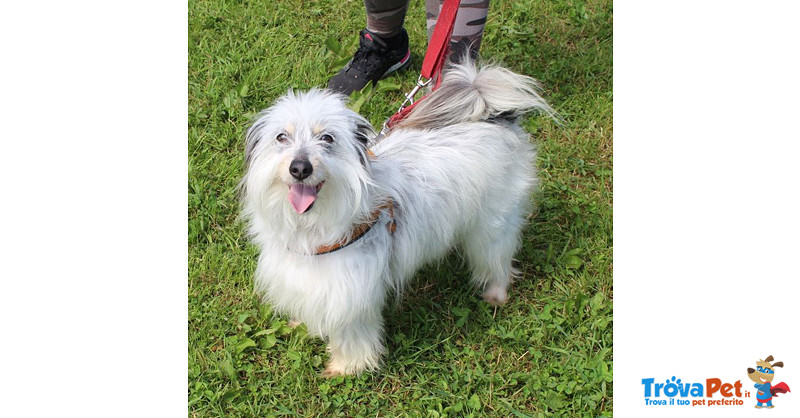 Wendy, Incrocio Maltese/shih tzu, Taglia Piccola, 2 Anni, Dolcezza in Cerca di Casa! - Foto n. 2