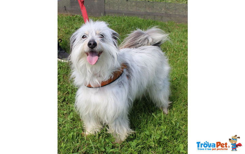 Wendy, Incrocio Maltese/shih tzu, Taglia Piccola, 2 Anni, Dolcezza in Cerca di Casa! - Foto n. 3