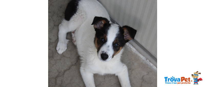 Pongo, Bellissimo Cucciolo di 3 Mesi, Futura Taglia Media Contenuta, in Canile si Dispera, Cerca Ca - Foto n. 2