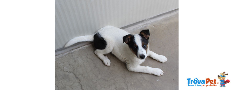 Pongo, Bellissimo Cucciolo di 3 Mesi, Futura Taglia Media Contenuta, in Canile si Dispera, Cerca Ca - Foto n. 3