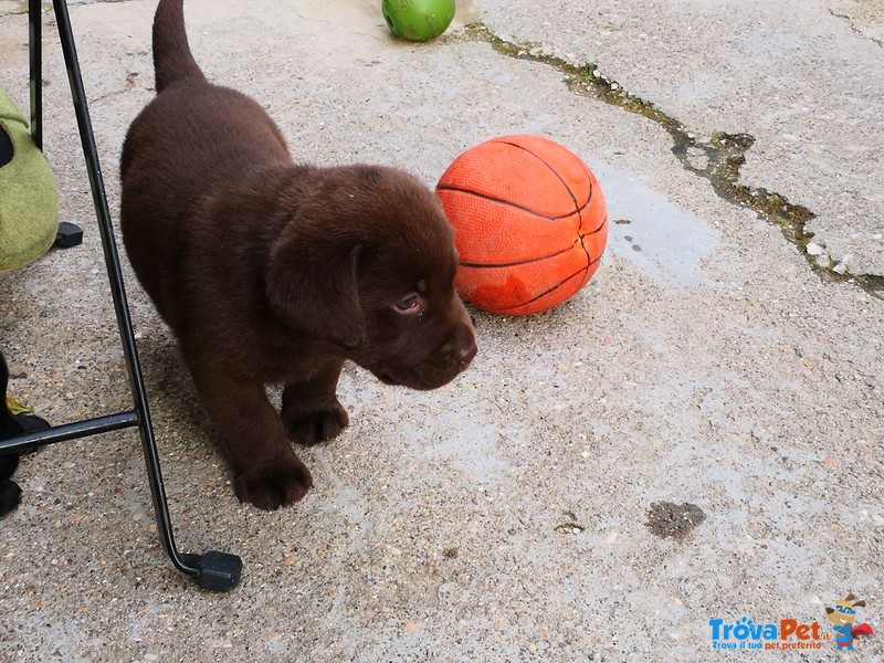 Cuccioli di Labrador Retriever Cioccolato e Neri - Foto n. 2