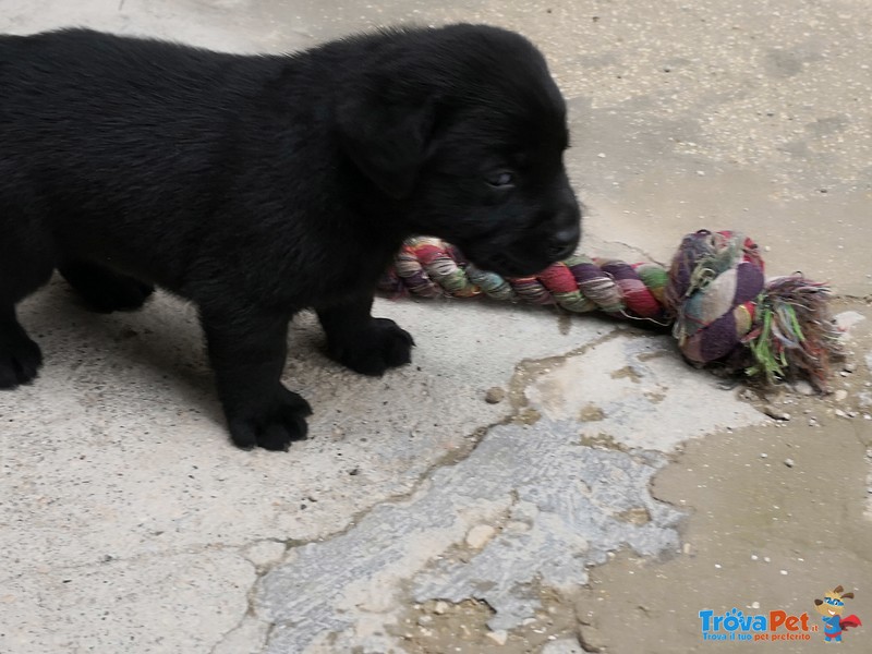 Cuccioli di Labrador Retriever Cioccolato e Neri - Foto n. 3