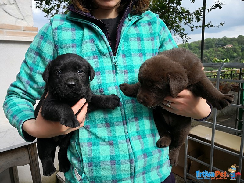 Cuccioli di Labrador Retriever Cioccolato e Neri - Foto n. 4