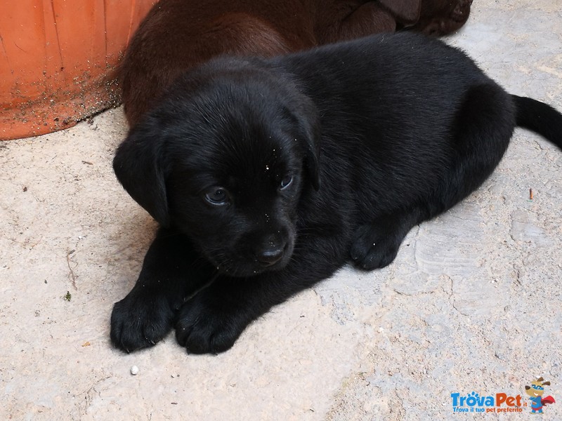 Cuccioli di Labrador Retriever Cioccolato e Neri - Foto n. 5