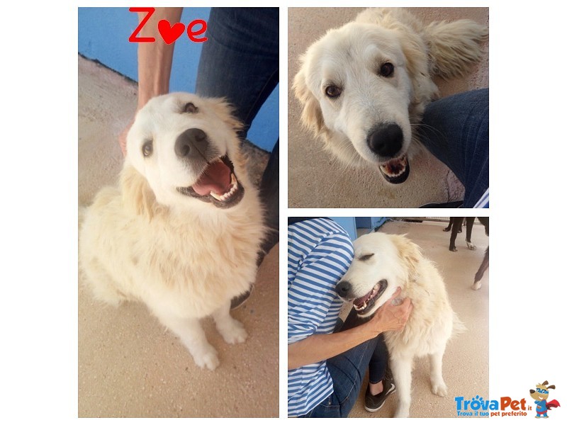 Zoe Incrocio Golden Retriever - Foto n. 1