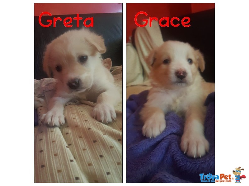 Greta e Grace Cucciole Amabili - Foto n. 1