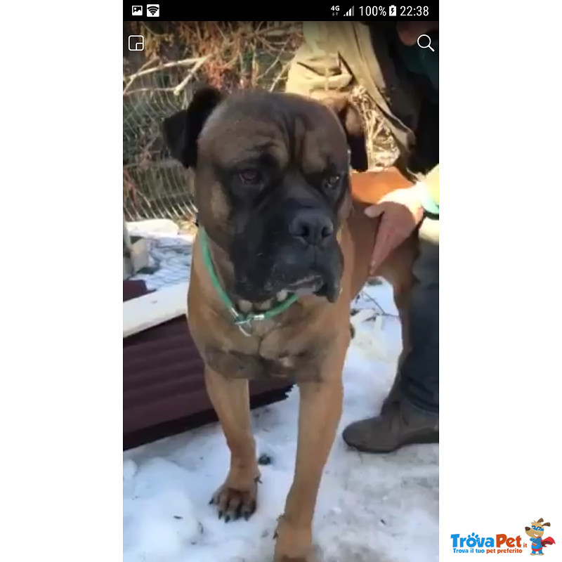 Spock, Splendido Cucciolone bull Mastiff in Cerca di Famiglia - Foto n. 1