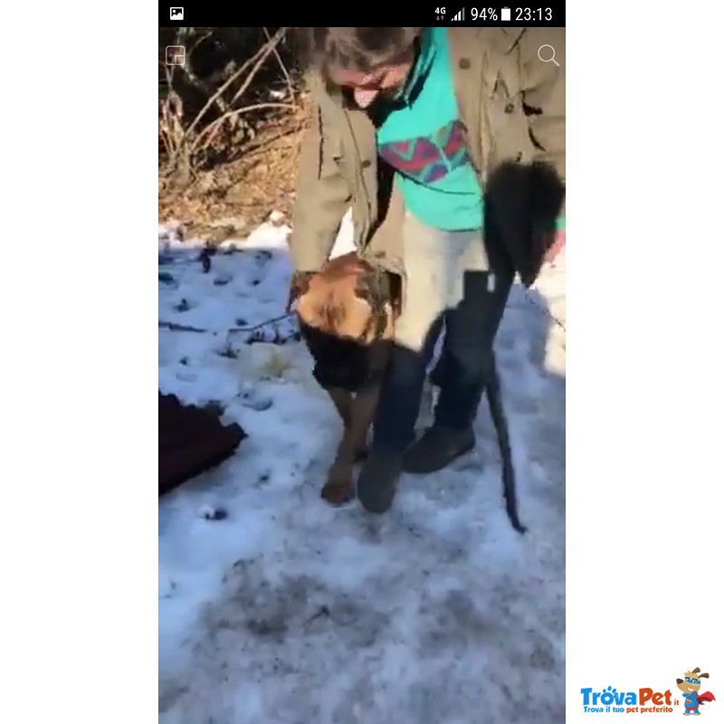 Spock, Splendido Cucciolone bull Mastiff in Cerca di Famiglia - Foto n. 4