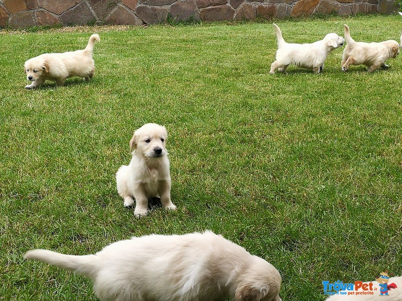 Cuccioli di Golden Retriever - Foto n. 1